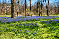 Bluebells  Lock Ridge Park 4 13 21