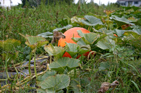 Pumpkin Patch